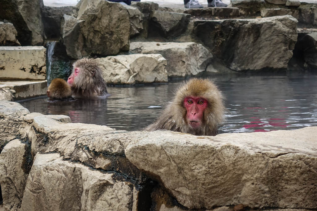 Японские обезьянки в горячем источнике